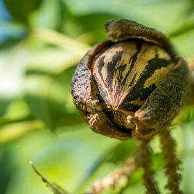 Hican nut on tree