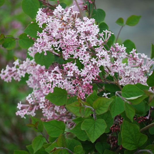 Photo of Josee Reblooming Lilac