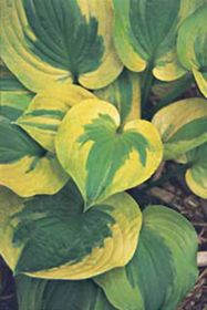 Photo of Summer Breeze Hosta Plant