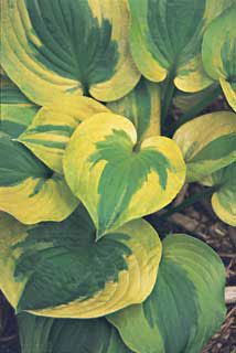 Photo of Summer Breeze Hosta Plant