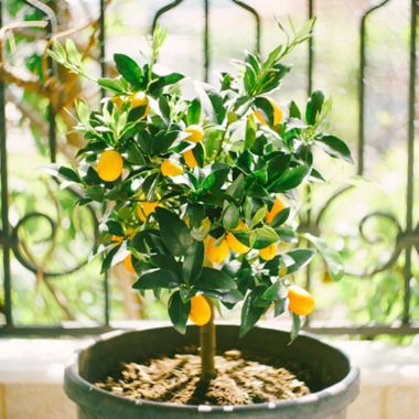 Clementine Mandarin Tree in Pot with Fruit on it