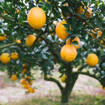 Parent Washington Navel Orange Tree
