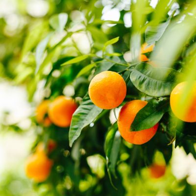 Tango Mandarin Oranges on Tree