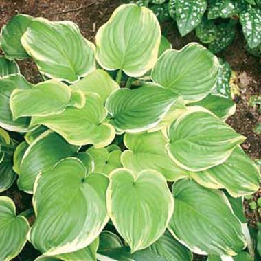 Photo of Fragrant Dream Hosta Plant