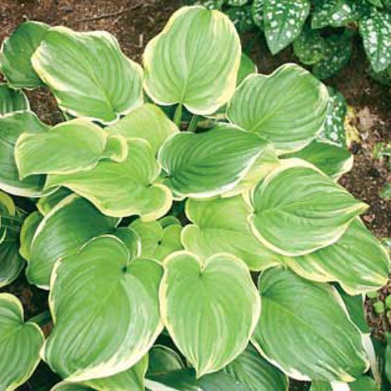 Photo of Fragrant Dream Hosta Plant