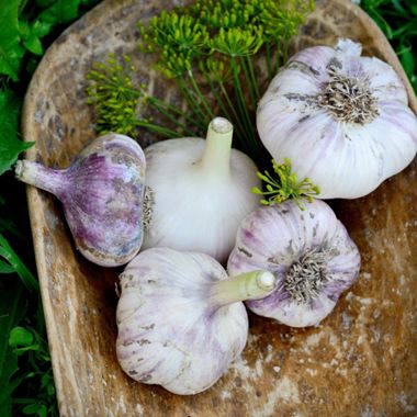 White and purple garlic bulbs in bowl