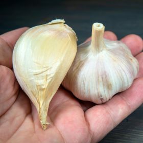 Large garlic bulbs in hand