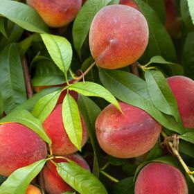 Florida Grande peaches on tree