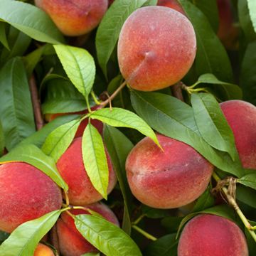 Florida Grande peaches on tree