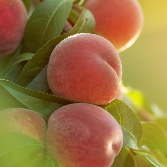 Tropic Beauty Peaches on tree
