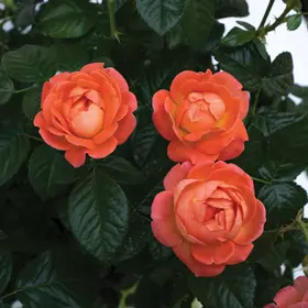 Orange Glow Knock Out Rose Flowers