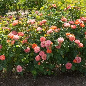 Orange Glow Knock Out Rose Flowers