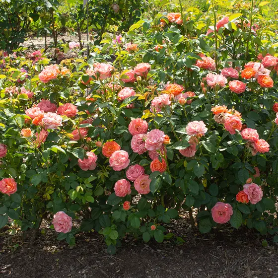 Orange Glow Knock Out Rose Flowers