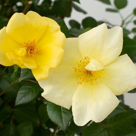 Rose roseカリモク THE FIRST RU-74 M＋オットマン Red Drift® Shrub Rose - Stark Bro's