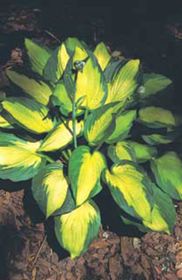 Photo of Captain Kirk Hosta Plant