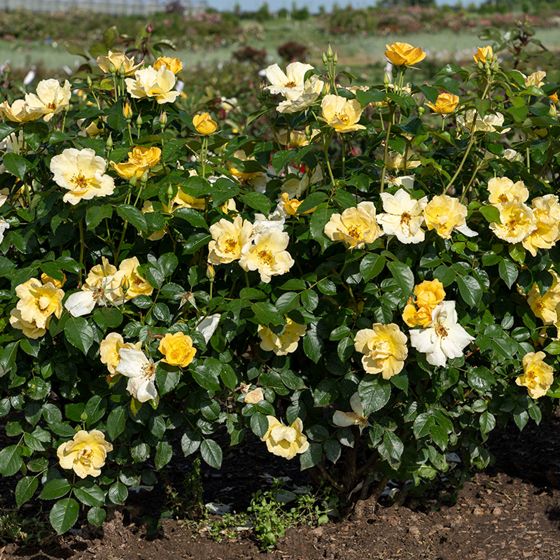 Easy Bee-z Knock Out Rose Bush