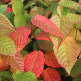 Photo of hornbeam leaves turning to fall colors.