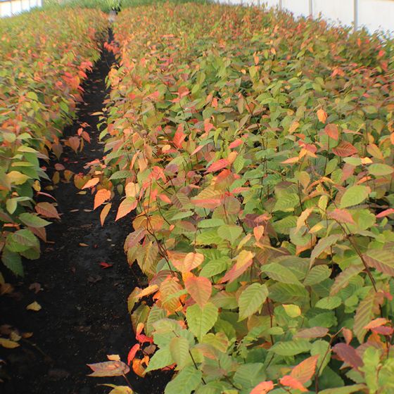 Wisconsin Hornbeam trees in greenhouse