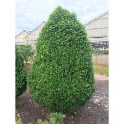 Dwarf Columnar Hornbeam Mature