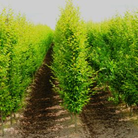Row of hornbeam trees