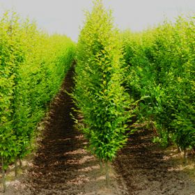 Row of hornbeam trees