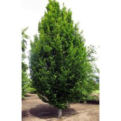 Large green hornbeam tree