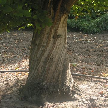 Trunk of hornbeam tree