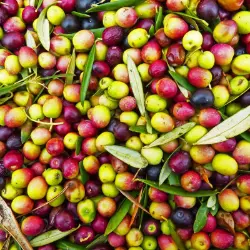 Photo of harvested olives.