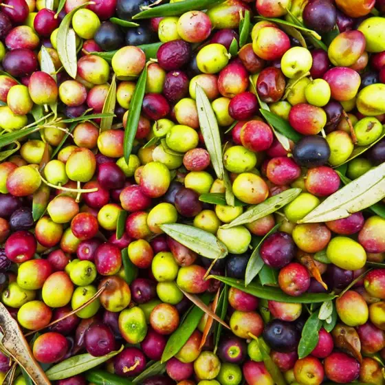 Photo of harvested olives.