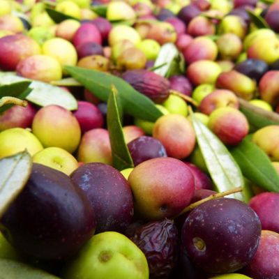 Photo of harvested olives.