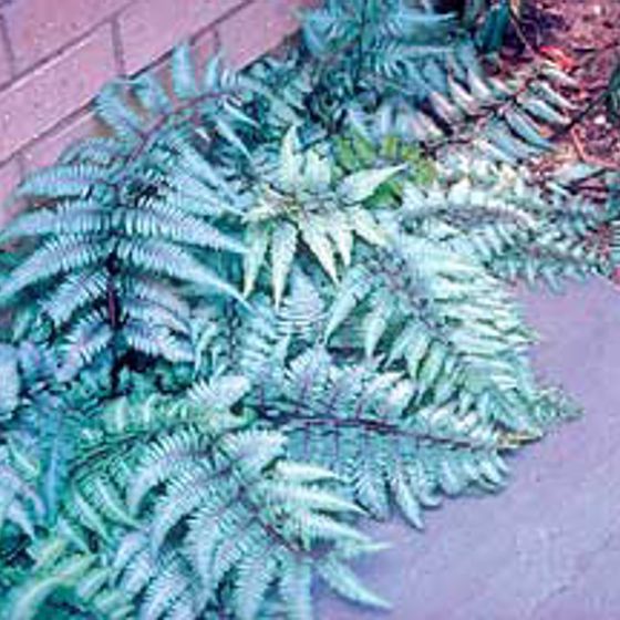 Photo of Japanese Painted Fern Plant