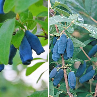 Two honeyberry plants with fruit on them side by side