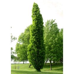 Columnar Oak tree