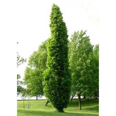 Columnar Oak tree
