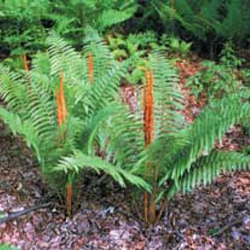 Photo of Cinnamon Fern Plant