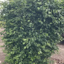 Model Hornbeam outside