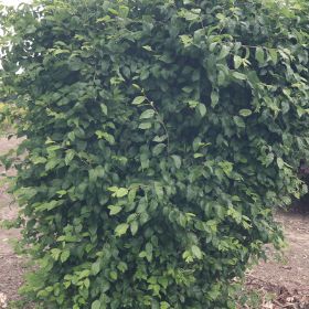 Model Hornbeam outside
