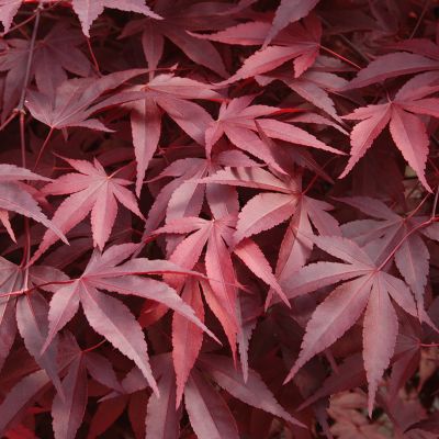 Leaves of fireglow japanese maple