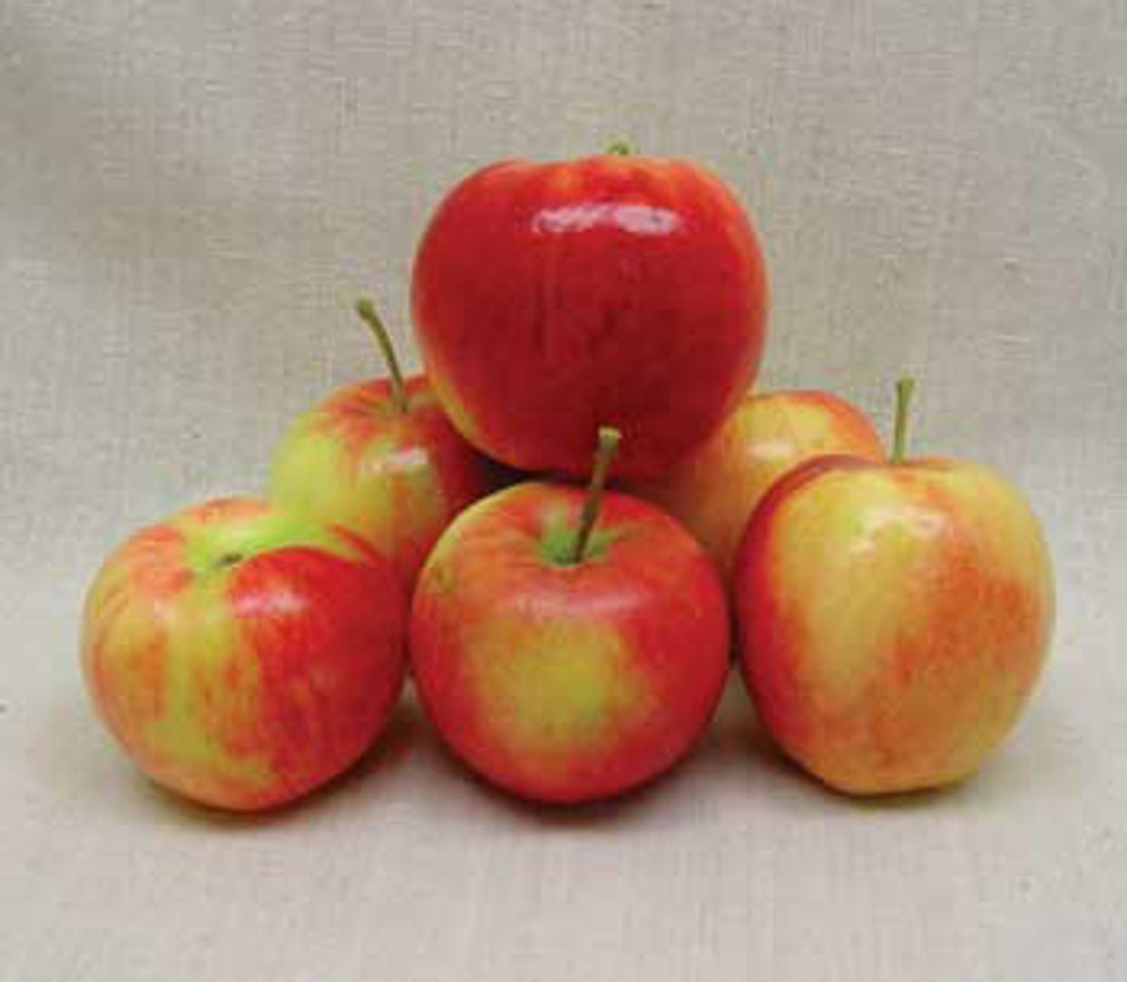 Prairie Spy Apple Tree - Stark Bro's