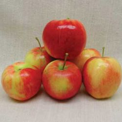 Photo of Prairie Spy Apple