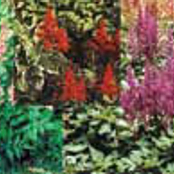 Photo of Astilbe Collection