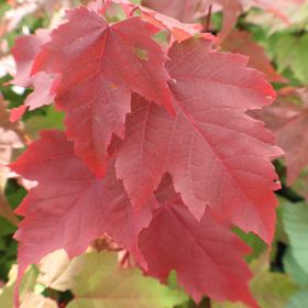 Red leaves of maple tree