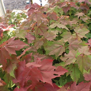 Red and Green leaves of maple tree