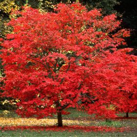 red maple tree