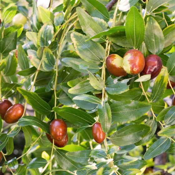 Brown and green jujubes on tree
