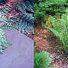 Photo of Shady Fern Assortment