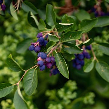 Blue berries on serviceberry bush