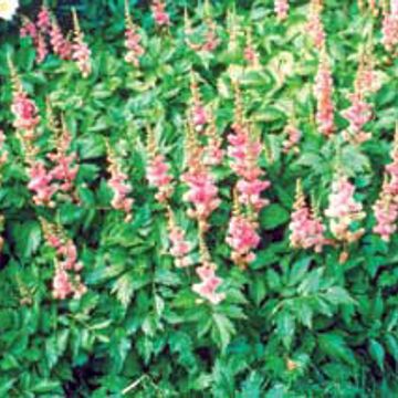 Photo of Dwarf Chinese Astilbe Plant