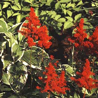 Photo of Red Fanal Astilbe Plant