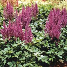 Photo of Visions Raspberry Astilbe Plant